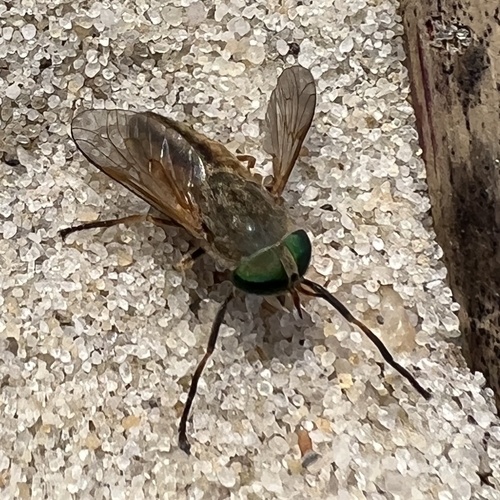 Saltmarsh Greenhead Flies photo 2