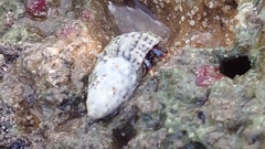 Clibanarius tricolor