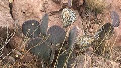 Opuntia setispina