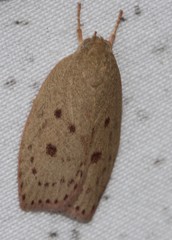 Prionocris protoxantha