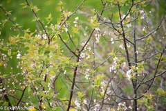 Prunus nigra