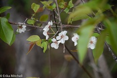 Prunus nigra