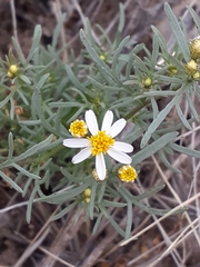 Thymophylla concinna