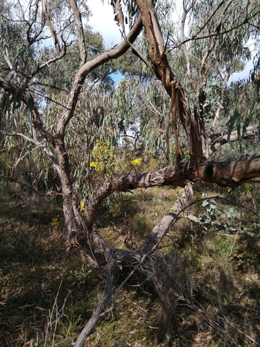 Image of Mealy Bundy (Eucalyptus nortonii) by (c) sarah_eucalypt, some rights reserved (CC BY)