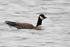 Branta hutchinsii hutchinsii