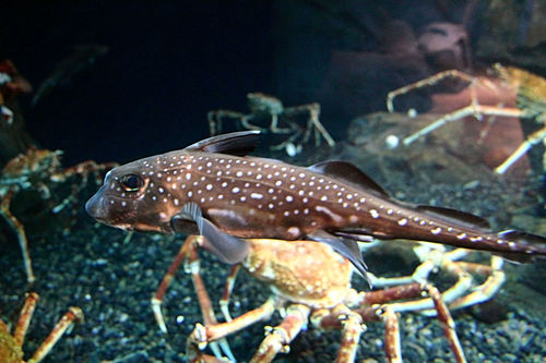 Hydrolagus colliei