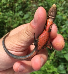 Pholidobolus vertebralis