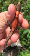 Pholidobolus vertebralis