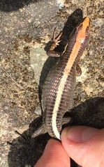 Pholidobolus vertebralis