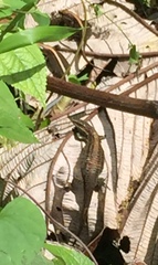 Pholidobolus vertebralis