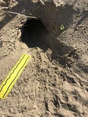 Dipodomys deserti