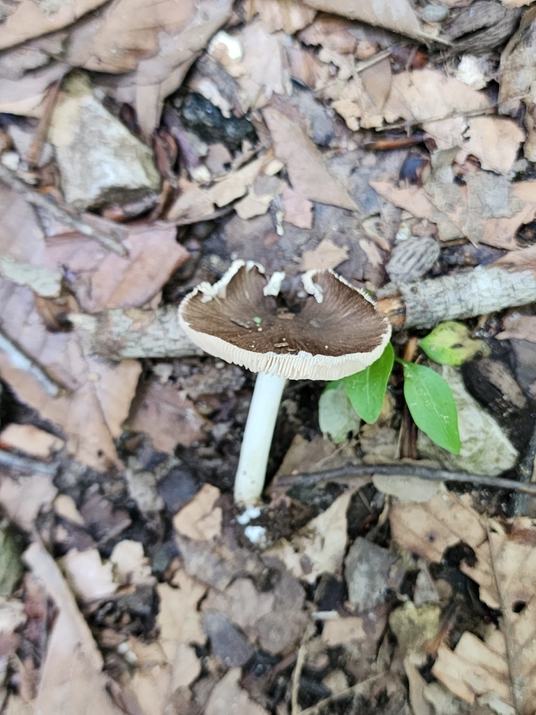 Deer Mushrooms from Lieber Cabin, Marshall, IN 47859, USA on August 20 ...