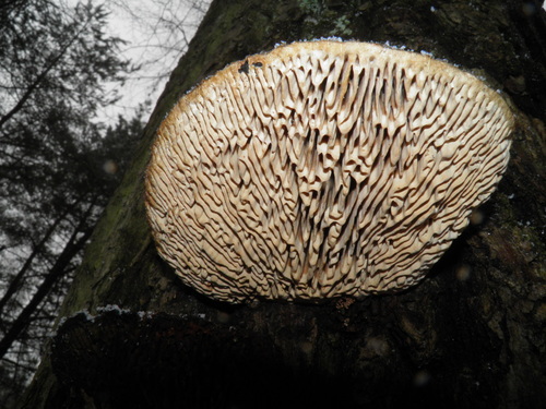 Ąžuolinis Vinguris