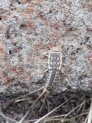 Ctenolepisma lineatum