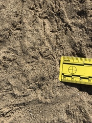 Dipodomys deserti