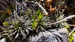 Celmisia laricifolia