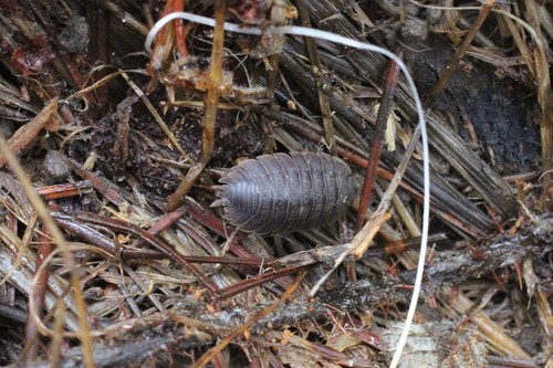 Giant Canyon Woodlouse