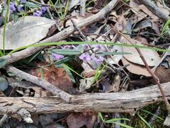 Elspeth Swan, CC BY, iNaturalist via GBIF Hovea heterophylla, photograph Elspeth Swan, CC BY, iNaturalist via GBIF