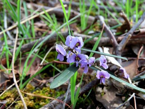 Hovea heterophylla, photograph 6