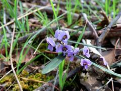 Hovea heterophylla, photograph Elspeth Swan, CC BY, iNaturalist via GBIF