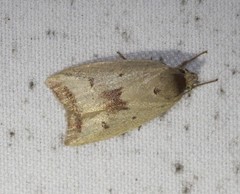 Ageletha elaeodes
