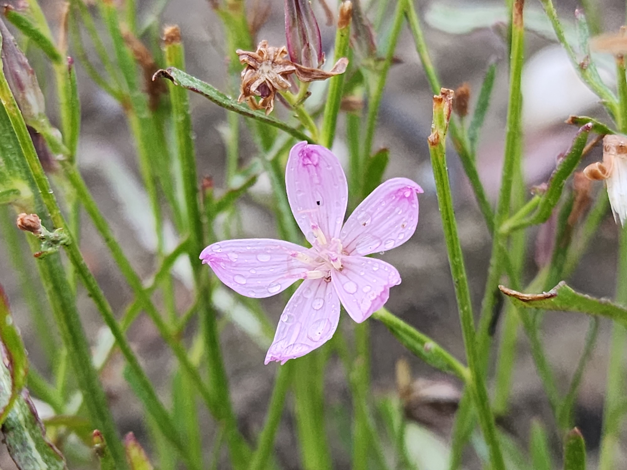 Stephanomeria fluminea