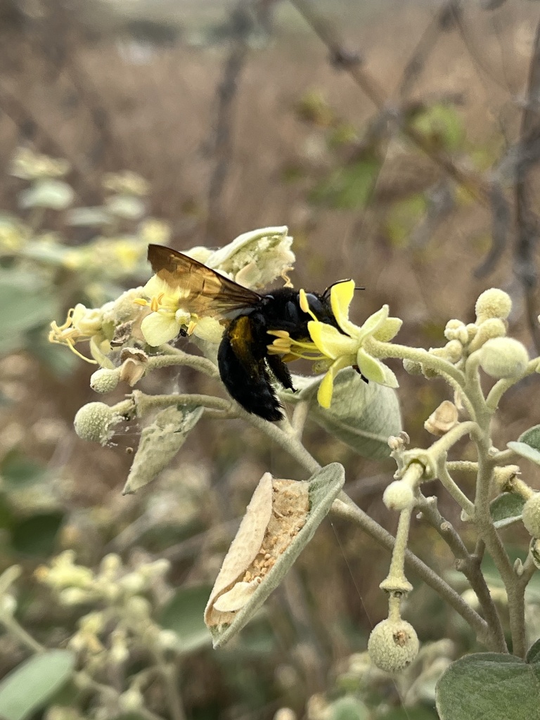 Capparicordis crotonoides from Salinas, Santa Elena, EC on August 21