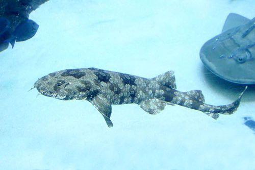 Orectolobus maculatus