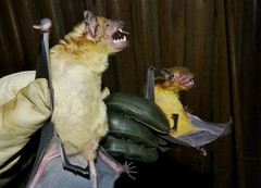 Giant House Bat photo 2