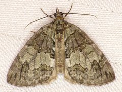 Hydriomena renunciata