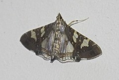 Glyphodes cosmarcha