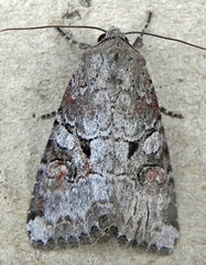 Trichordestra legitima