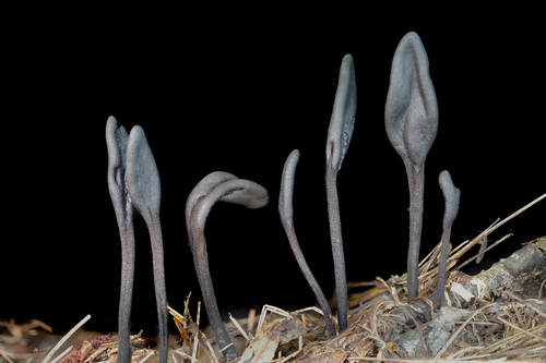 Geoglossum
