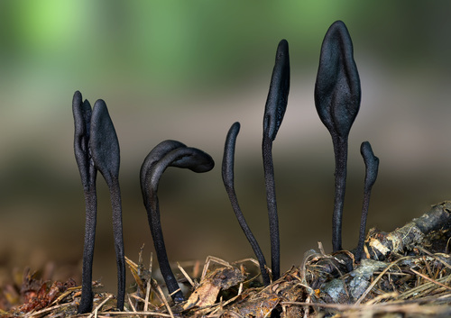 Geoglossum (Photo 2 of 7)