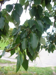 Populus longifolia