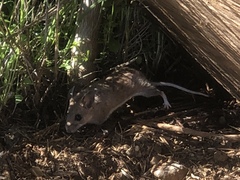 Peromyscus maniculatus exterus