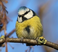 Cyanistes caeruleus obscurus