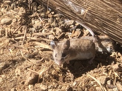 Peromyscus maniculatus exterus
