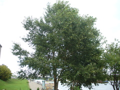Populus longifolia