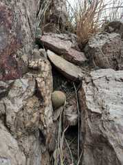 Escobaria chihuahuensis