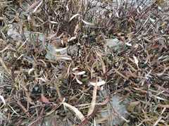 Mandevilla hypoleuca