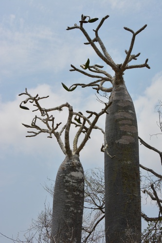 Pachypodium geayi
