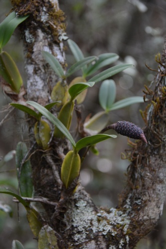 Bulbophyllum coriophorum, photograph 1
