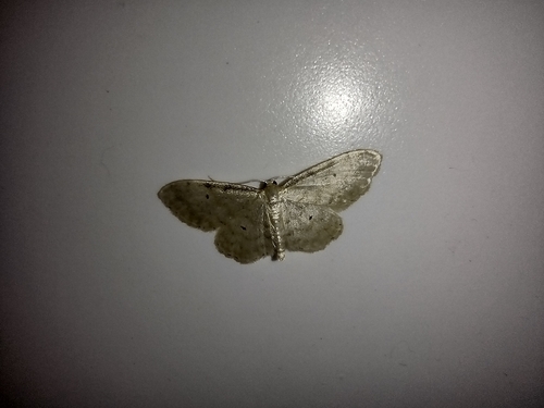 piadica dúbravová (Idaea fuscovenosa)