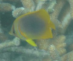 Chaetodon aureofasciatus