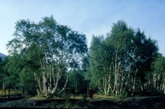 Betula pendula pendula
