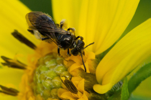 Protandrena labrosa photographed in Connecticut