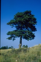 Pinus nigra laricio