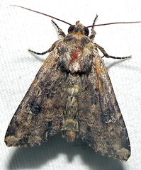 Apamea apamiformis