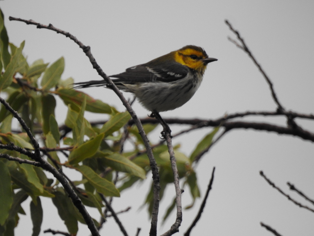 Golden-cheeked Warbler